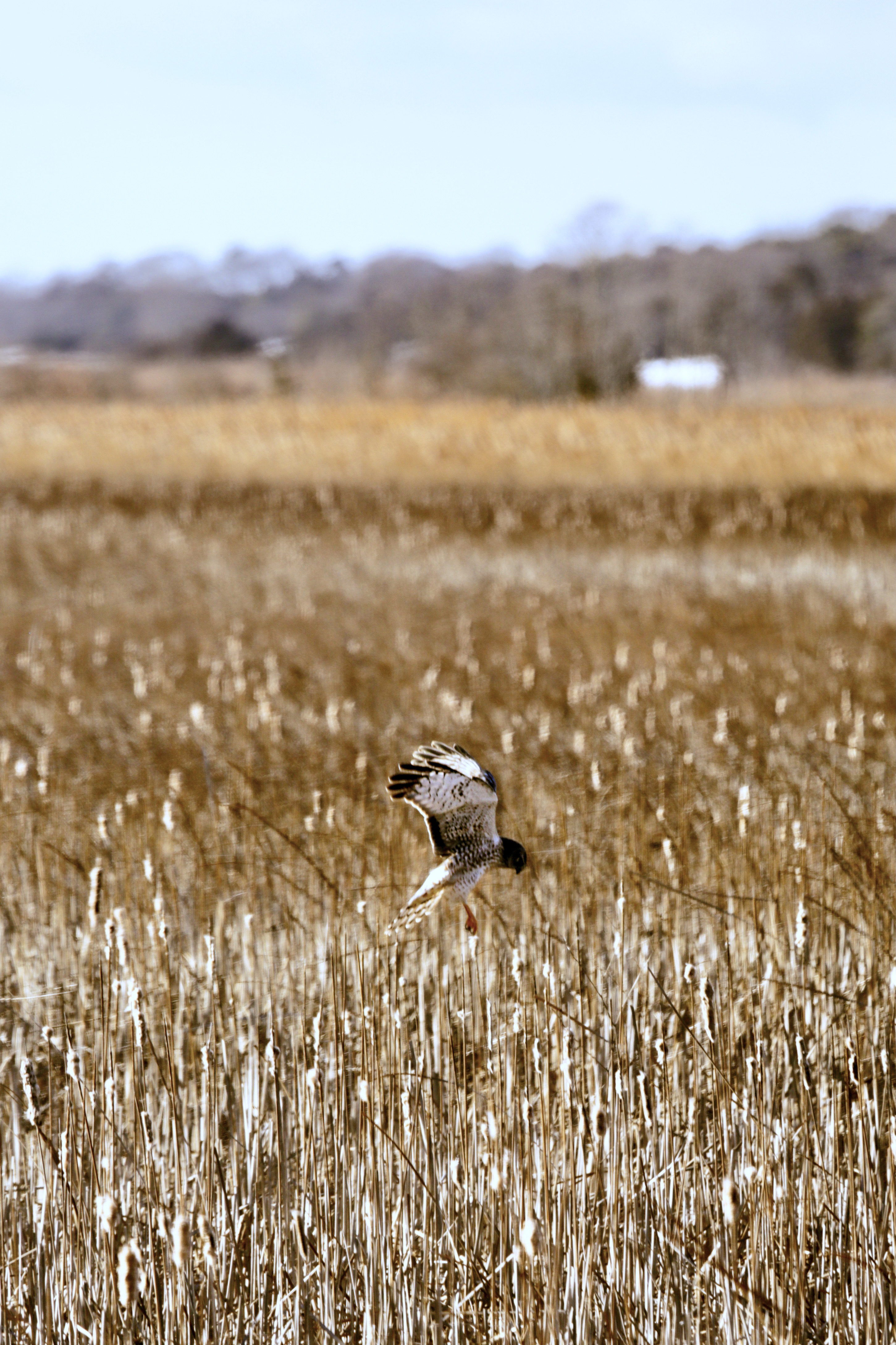 Example Image 5