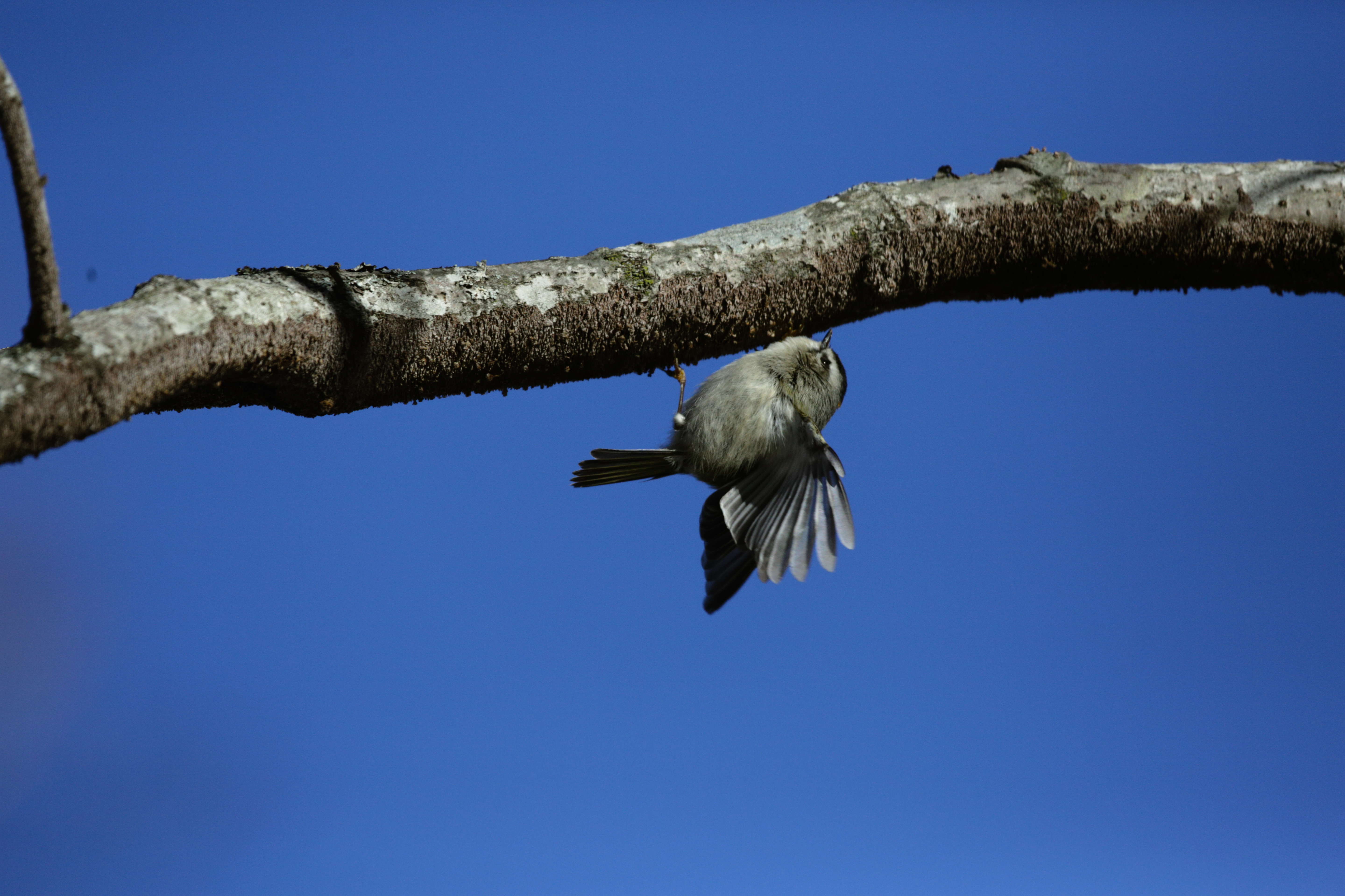 Example Image 1